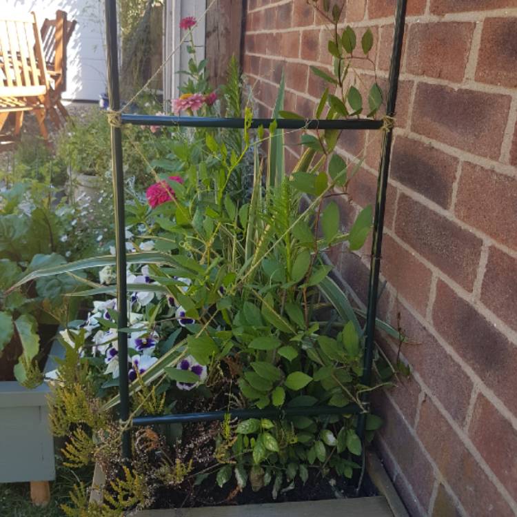 plant image 766155