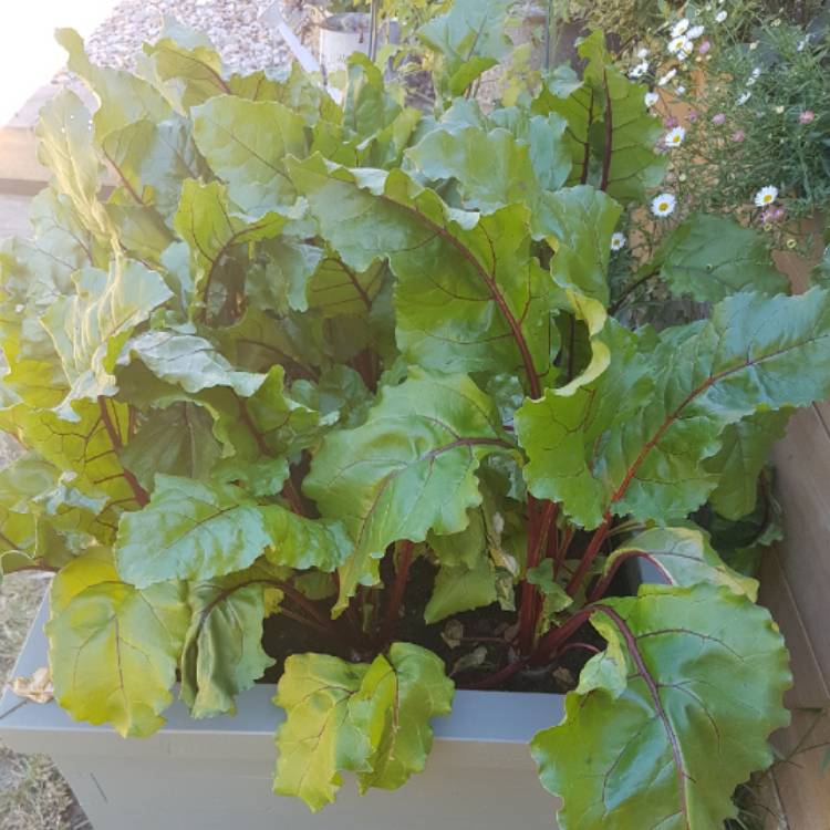 plant image 766158