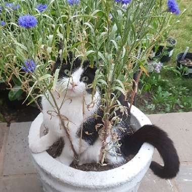 Katie's garden
