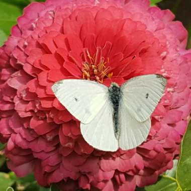 Zinnia 'Whirligig Mix'