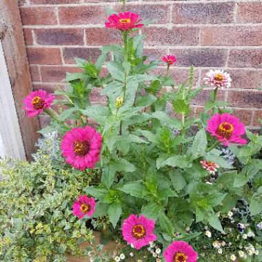 Zinnia 'Whirligig Mix'