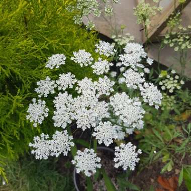 Bishop's weed