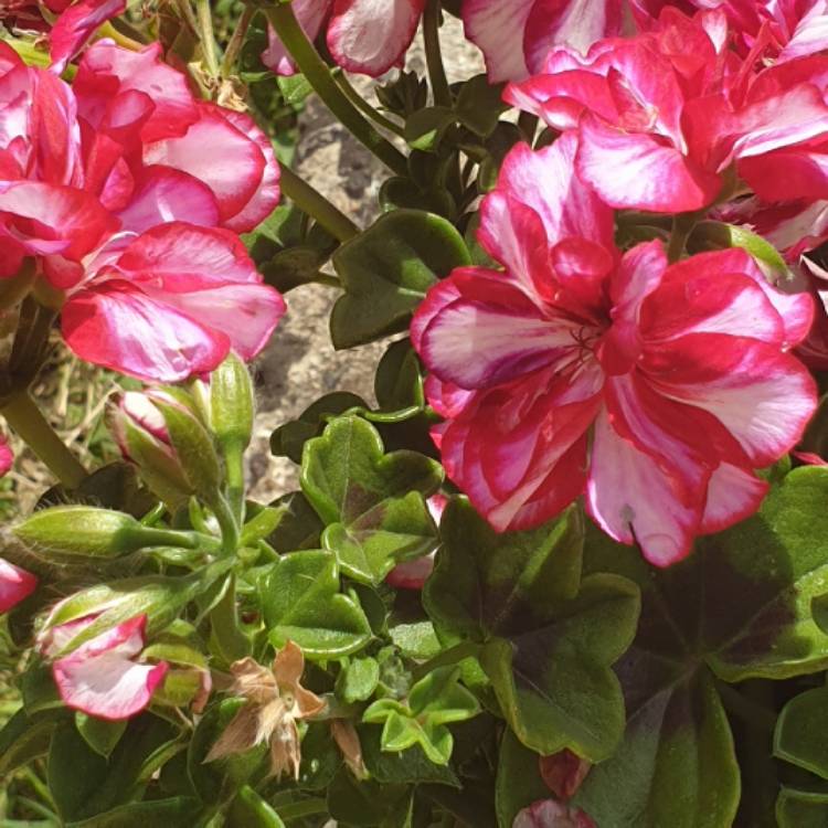 plant image 1330414