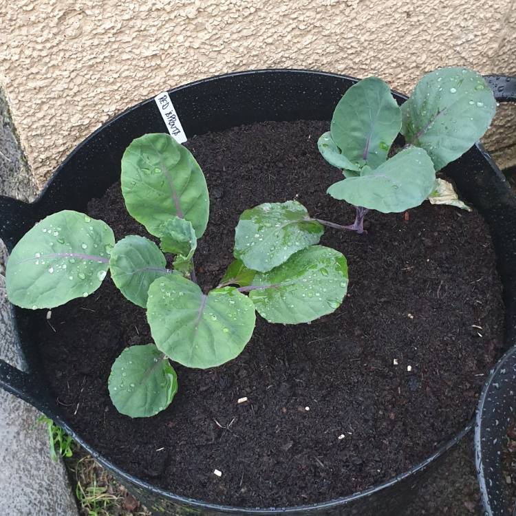 Plant image Brassica oleracea (Gemmifera Group) 'Red Ball'