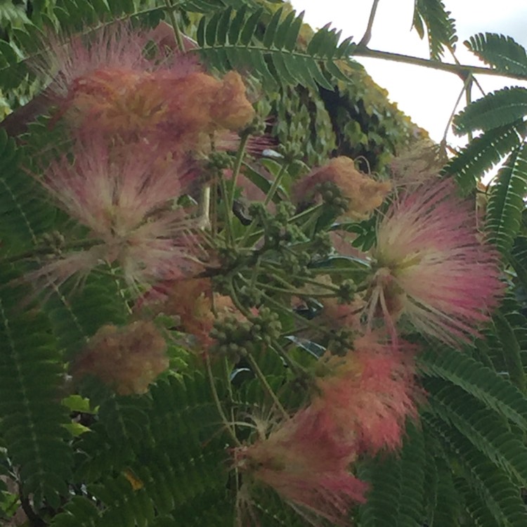 Plant image Albizia julibrissin 'Evey's Pride'