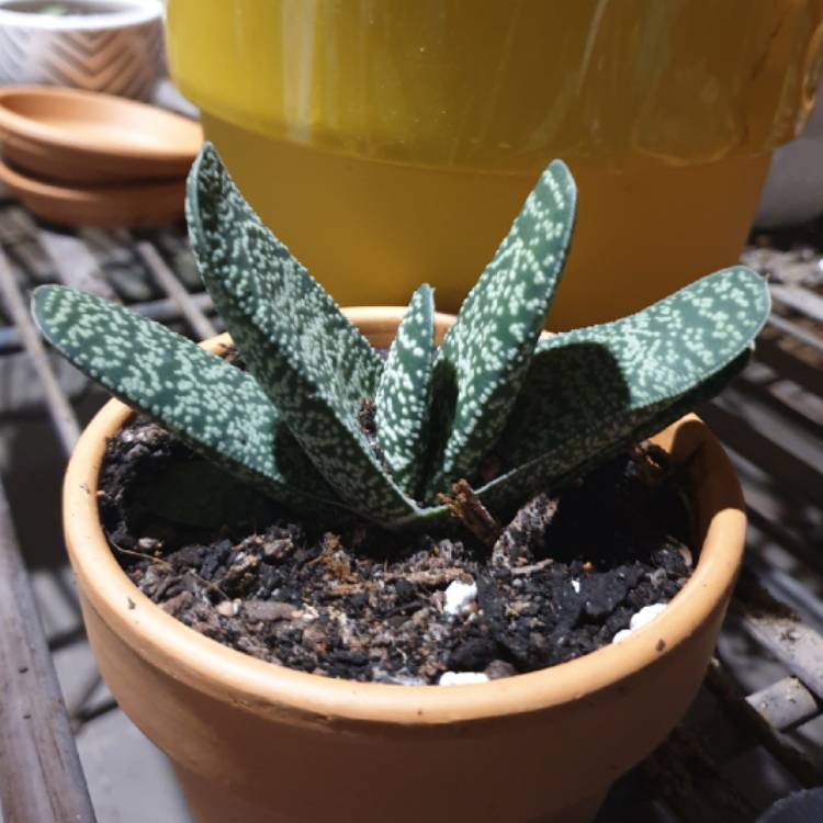 Plant image Gasteria pillansii var. pillansii (Mini)