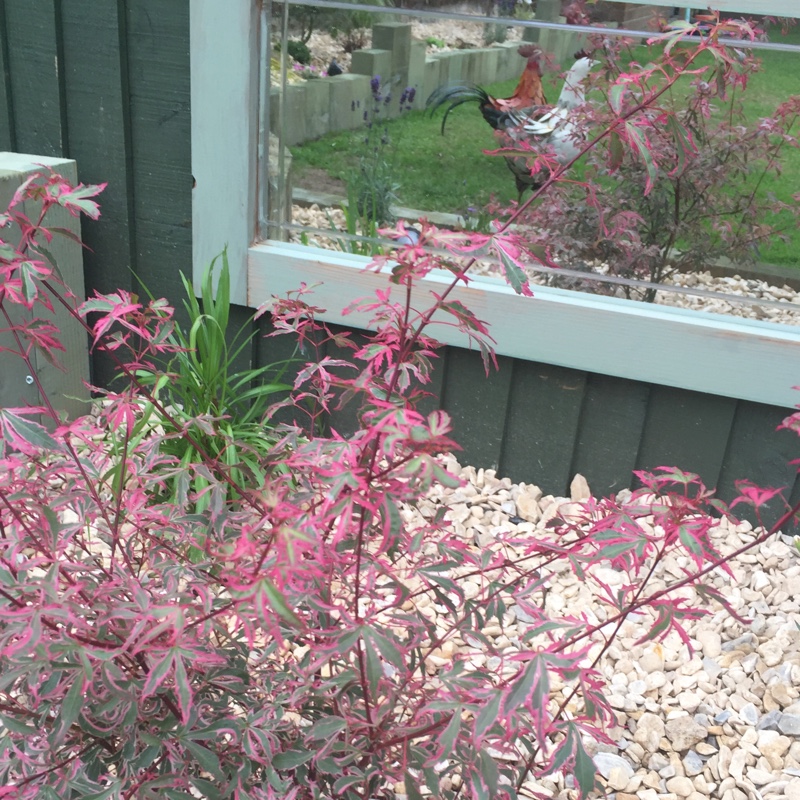 Plant image Acer Palmatum 'Beni-Maiko'