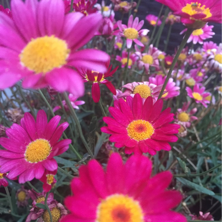 Plant image Argyranthemum frutescens 'Comet Pink'