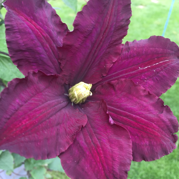 plant image 421740