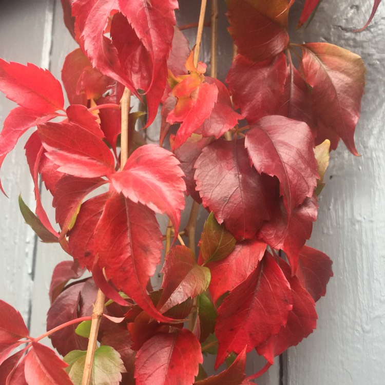 Plant image Parthenocissus tricuspidata syn. Ampelopsis hoggii ; Ampelopsis tricuspidata