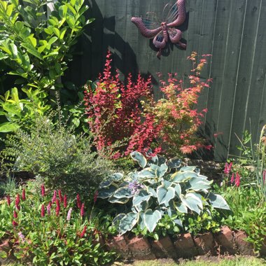 Katrina's garden