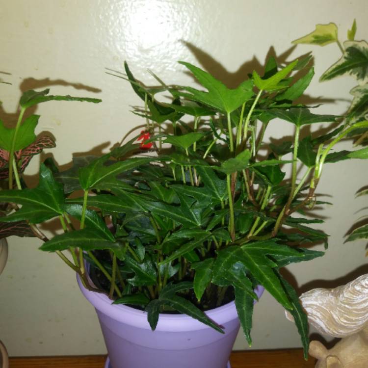 plant image 1025507