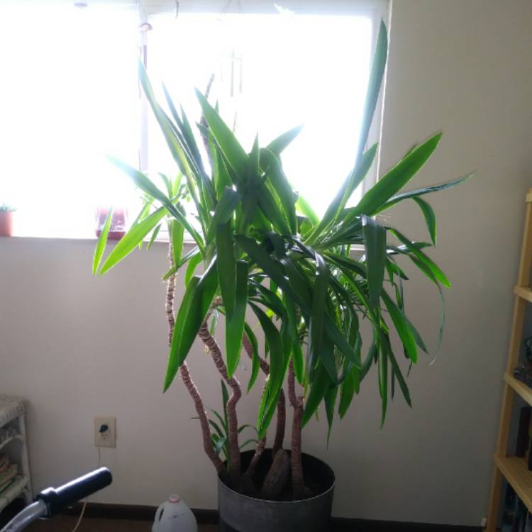 plant image 1025524