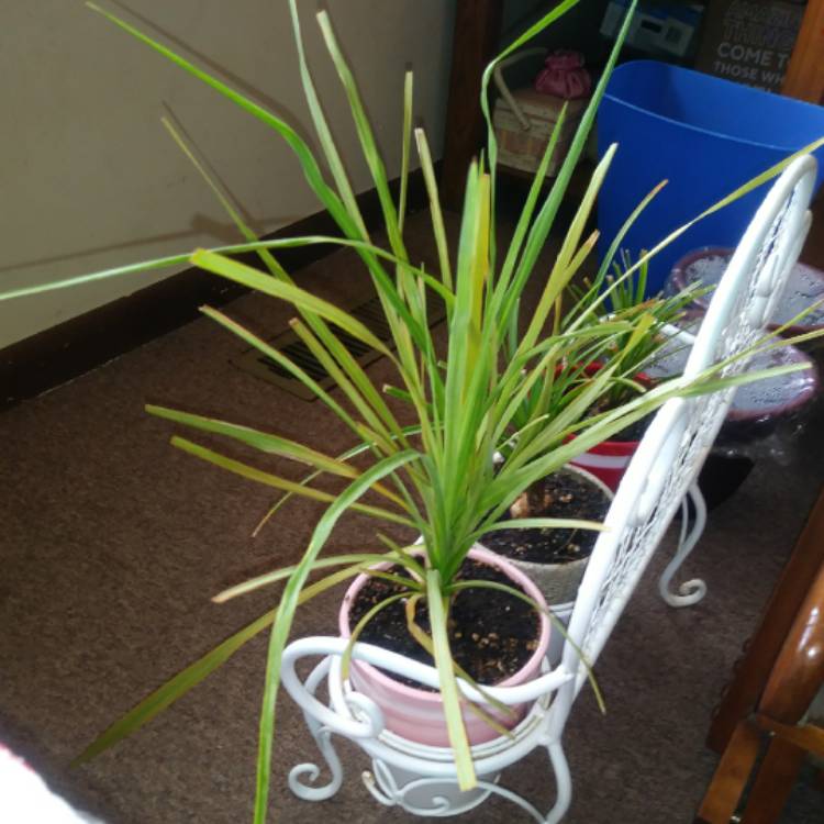 plant image 1025528