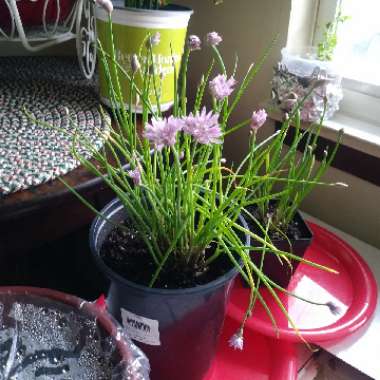Chives