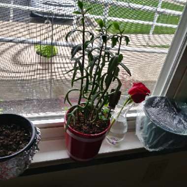 Kat's garden