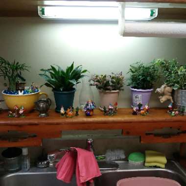 Kat's garden