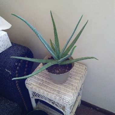Aloe