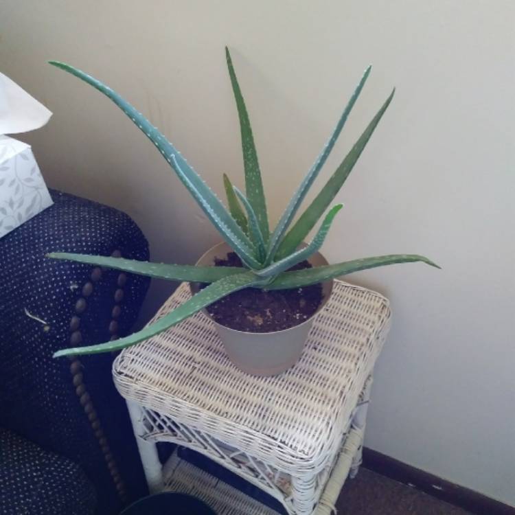 plant image 1030700