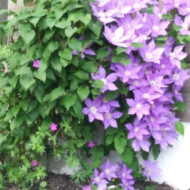 Dalmation Bellflower 'Hoffmann Blue'
