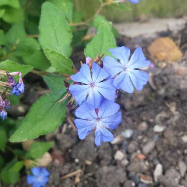Ceratostigma plumbaginoides syn. plumbago larpentiae