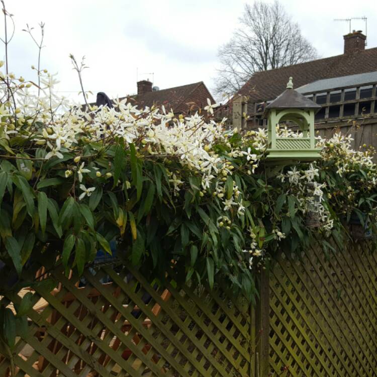 Clematis Armandii Apple Blossom Clematis Armandii Apple Blossom Uploaded By Katq