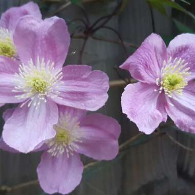 Clematis montana 'Freda'