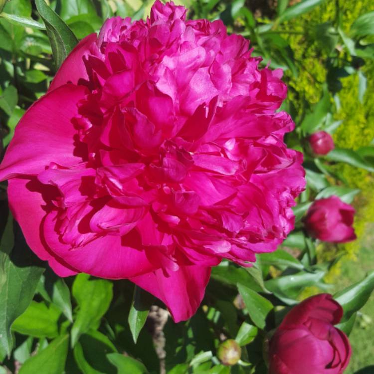 plant image 417734