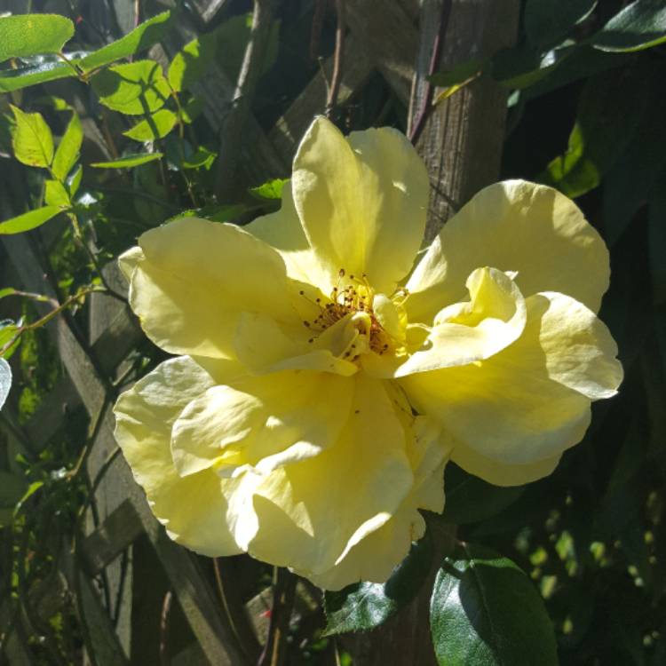 plant image 417750