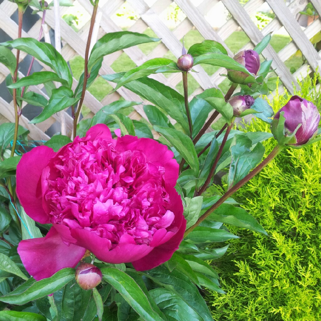 plant image 46492