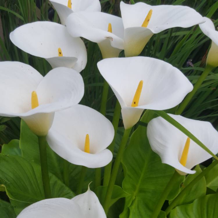 Zantedeschia 'White Giant', Arum Lily 'White Giant' - uploaded by @KatQ