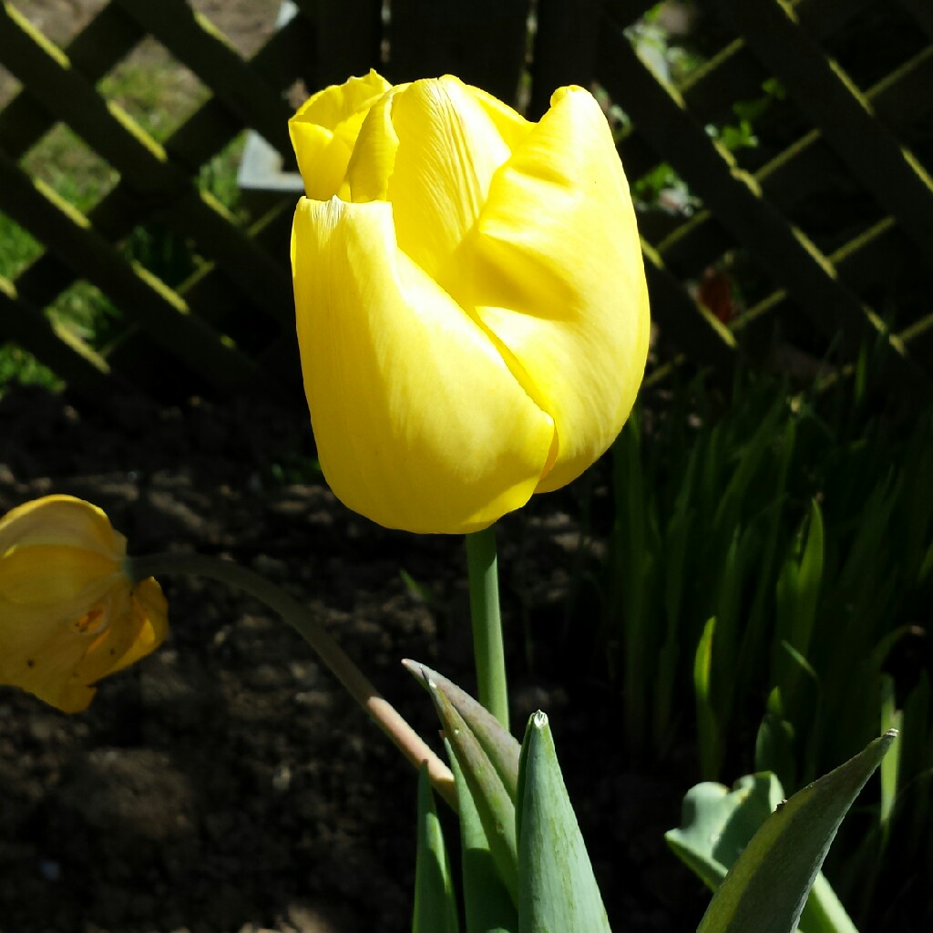 Plant image Tulipa 'Calimero'
