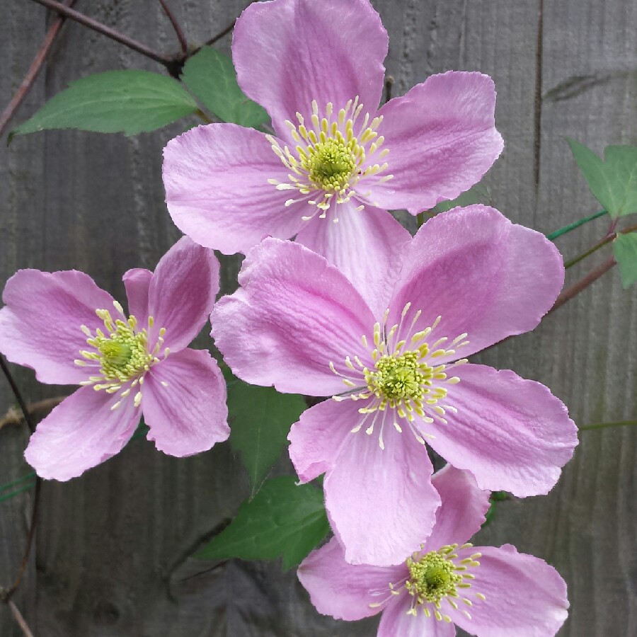 plant image 69581