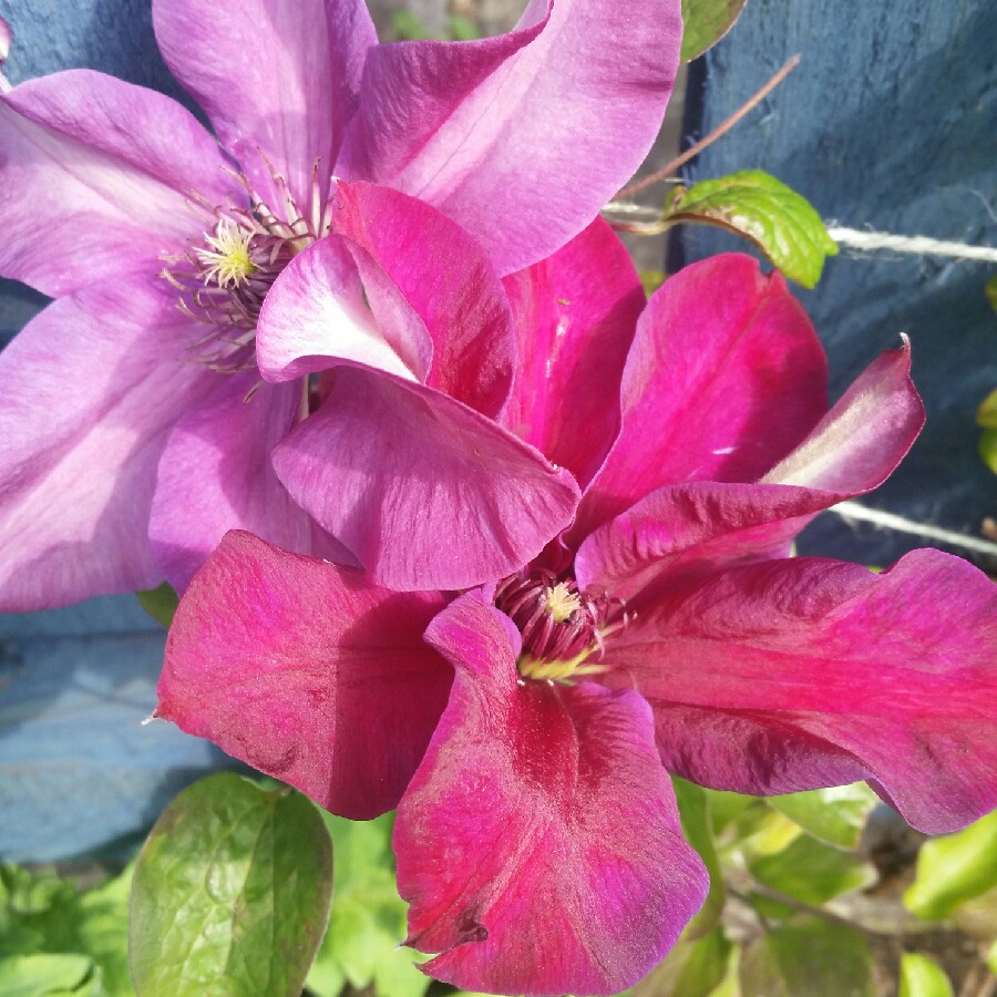 Clematis 'Mrs N Thompson'