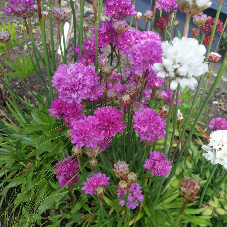 Kathleen's garden