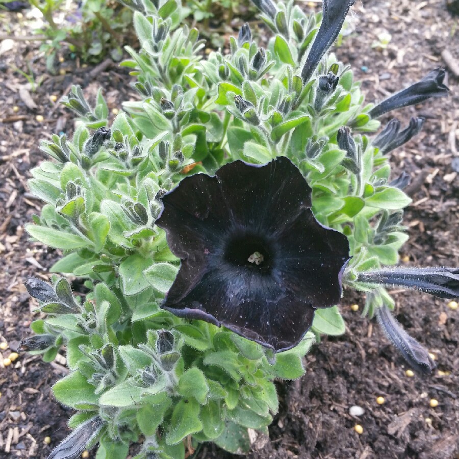Petunia 'Black Velvet'