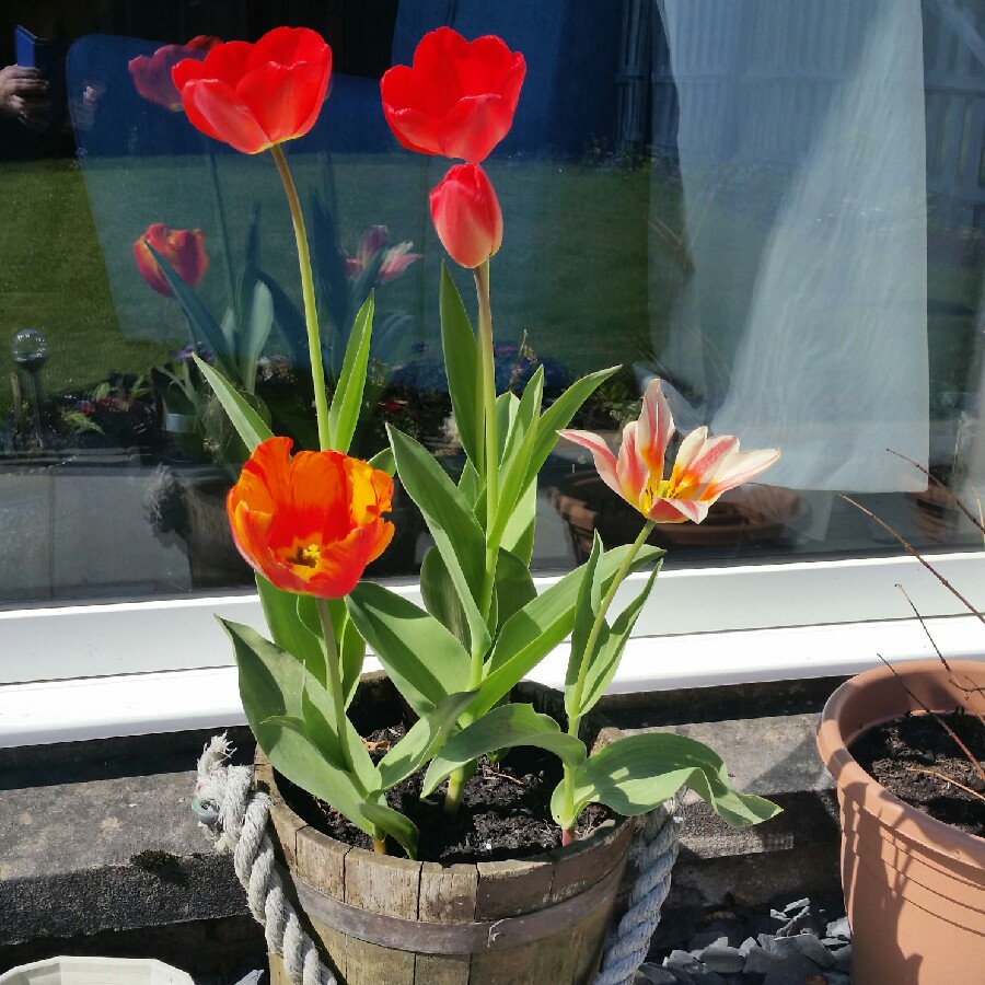 Kathleen's garden