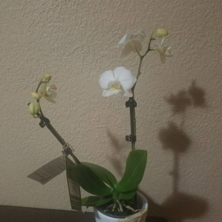 Plant image Phalaenopsis 'Happy Girl'