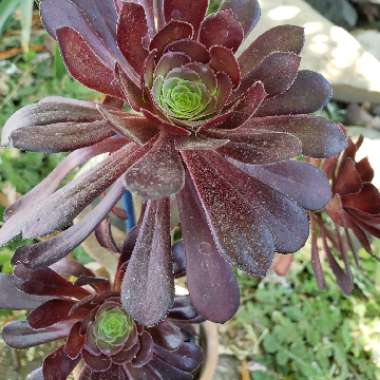 Aeonium Arboreum 'Velour'