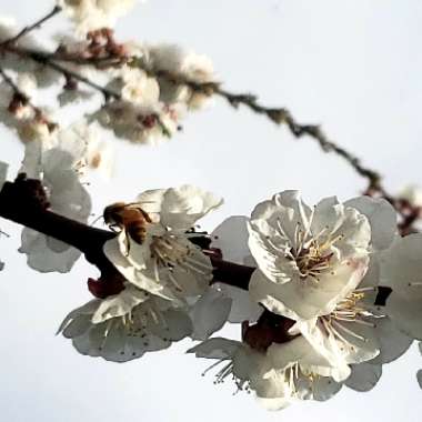 Apricot Tree