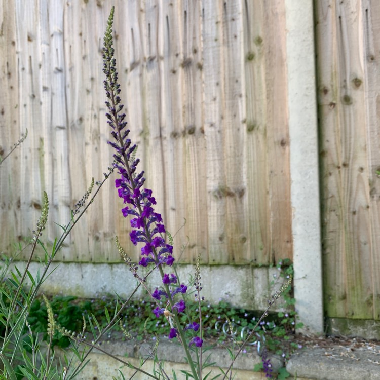 plant image 1503840