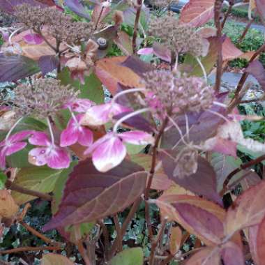 Hydrangea 'Bluebird'
