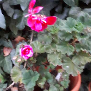 Cranesbill (Geranium)