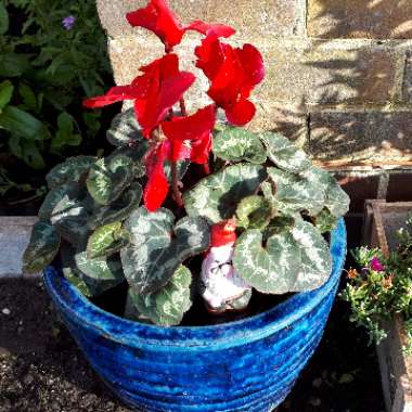 Cyclamen (Hardy)