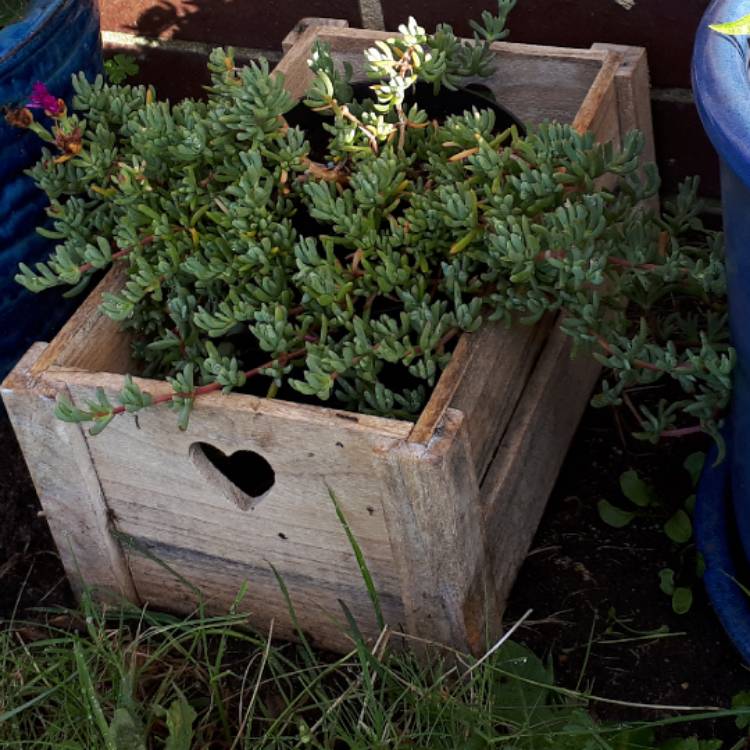 plant image 581630