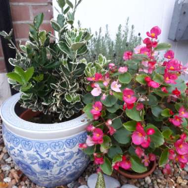 Begonia