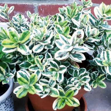 Shrubby Veronica 'Andersonii Variegata'