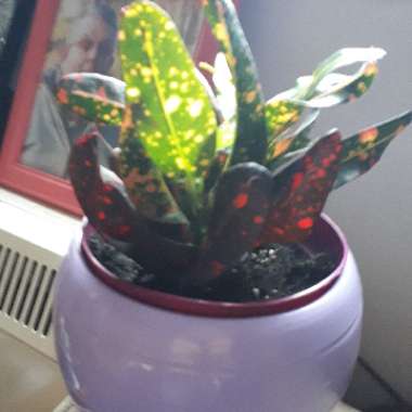 Katy's garden