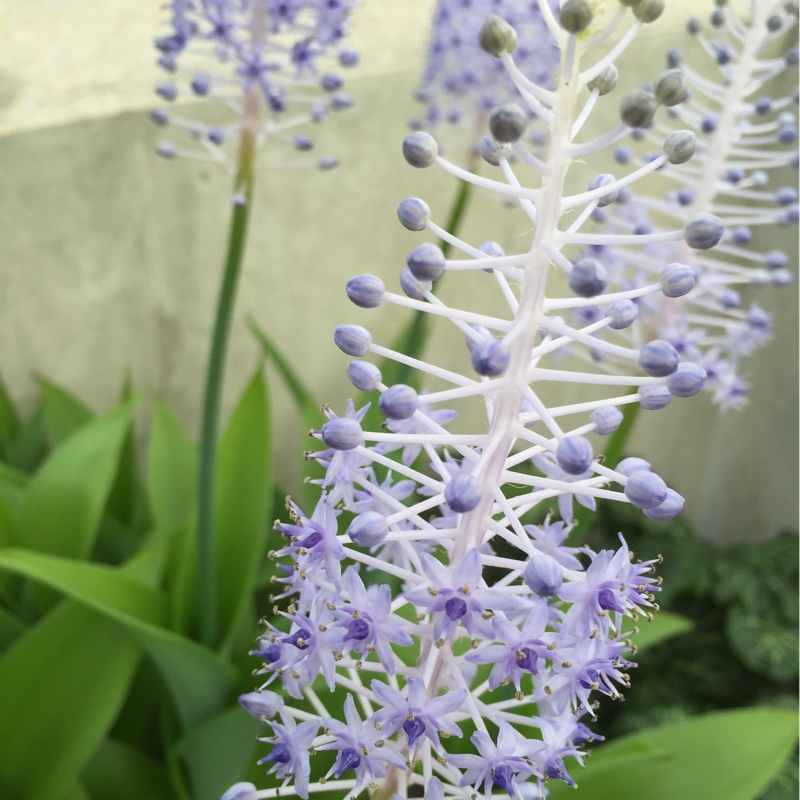 Katy's garden