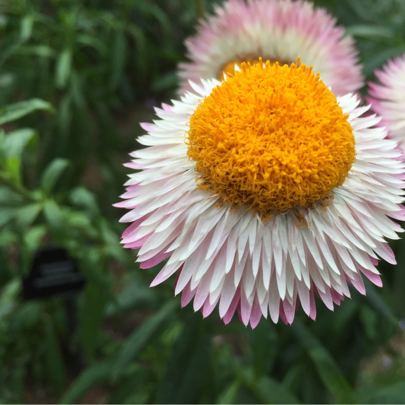 Strawflower